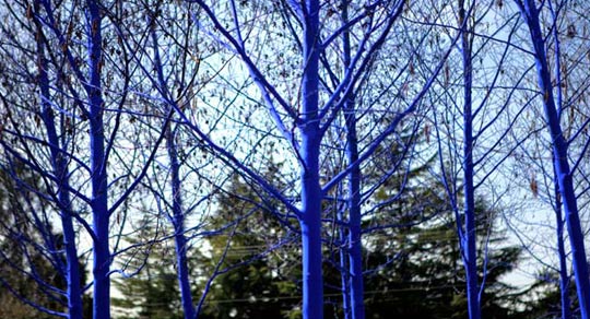 © Konstantin Dimopoulos, The Blue Trees: Trees En Masse, Vancouver Biennale 2011: City of Richmond, Photo by: Clayton Perry Photography © Konstantin Dimopoulos, The Blue Trees: Trees En Masse, Vancouver Biennale 2011: City of Richmond, Photo by: Clayton Perry Photography